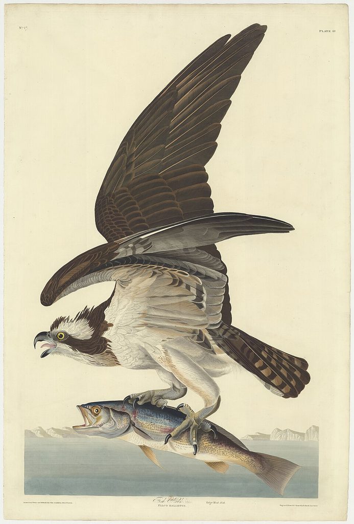 The birds of America. (Livraison) 17, Plate 81, Fish Hawk, Male (or Osprey) - estampe - Drawn from Nature and Published by John J. Audubon ; Engraved, Printed & Coloured by R. Havell Jun.r - btv1b53144039c